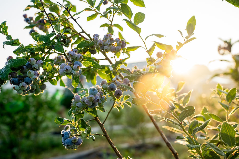Blueberry bush with dew in the morning sun at Bankson Lake Farm in Michigan