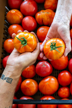 Hands holding ripe heirloom tomatoes at harvest.