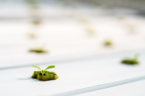 Hydroponic Lettuce Michigan | Lansing Commercial Photographer