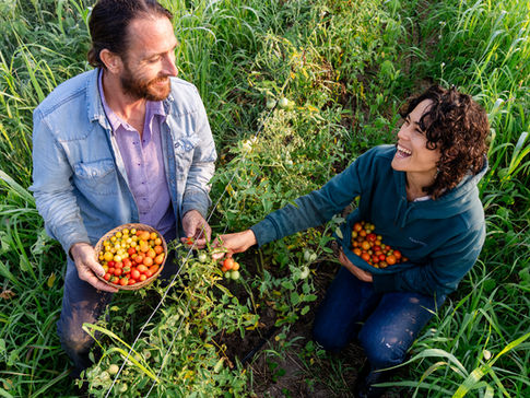 Michigan agricultural photography session with market farmers Mayumi and Tyler harvesting cherry tomatoes together at Three Rivers Gardens near Lansing, Michigan.