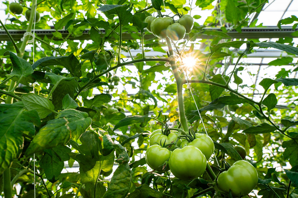 green tomatoes growing on a vine