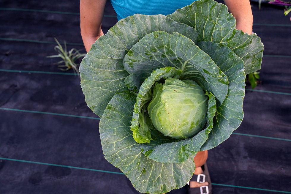 Freshly harvested cabbage held by farmer at Bankson Lake Farm in Michigan