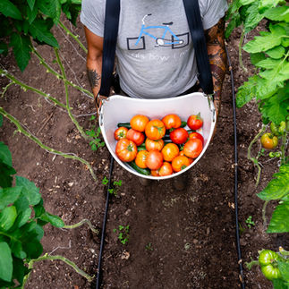 Fresh tomatoes harvested on Michigan farm supplying farm to school programs