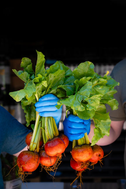 Gloved hands holding freshly harvested root vegetables on a farm.