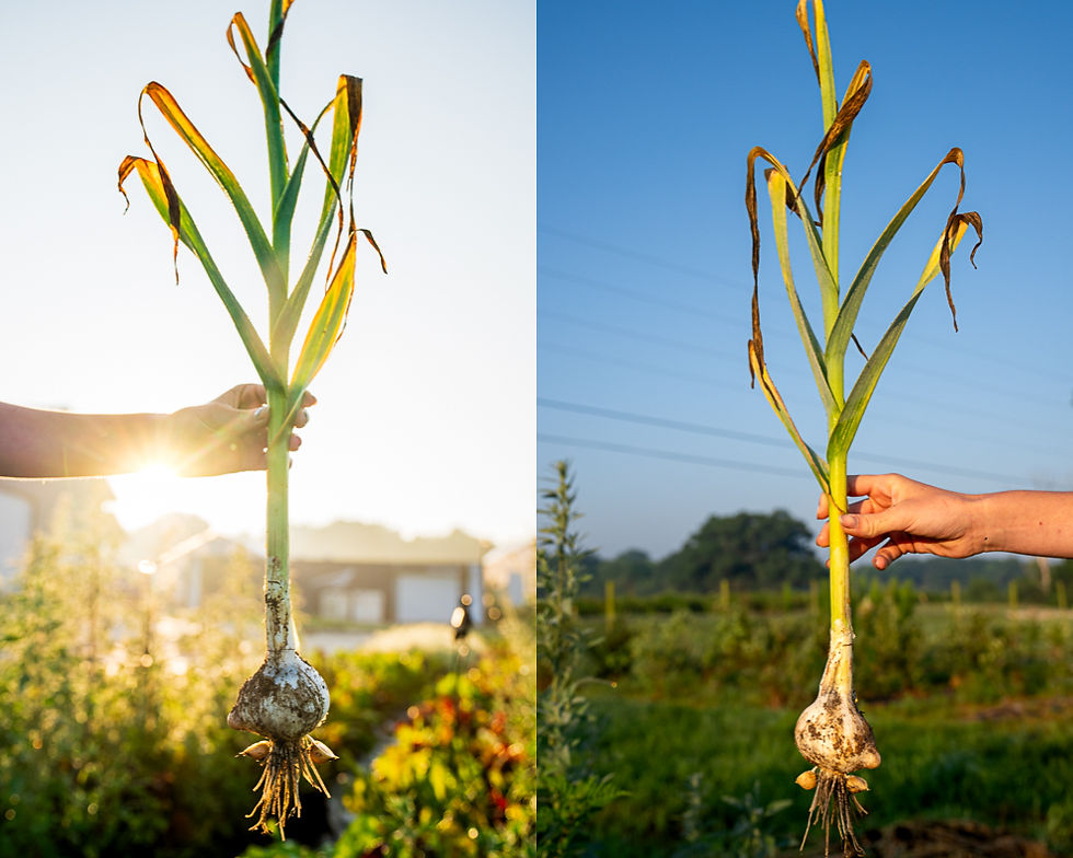 Freshly harvested garlic held up at sunrise on Bankson Lake Farm in Michigan, highlighting organic farm produce