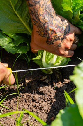 Hands harvesting lettuce from the field in Michigan