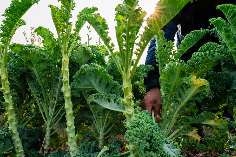 Man harvesting Kale