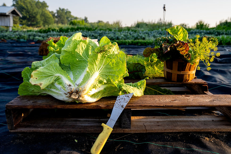 Freshly harvested greens and vegetables with knife resting on wooden pallet at Bankson Lake Farm in Michigan