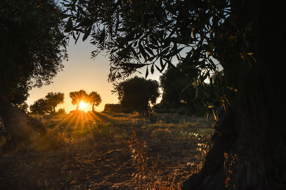 Sunset shining through ancient olive trees in a peaceful olive grove in Puglia, Italy