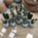 Cacti