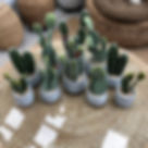 Cacti