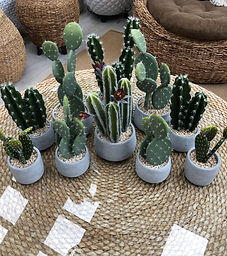 Cacti