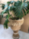 Monstera in fringed basket