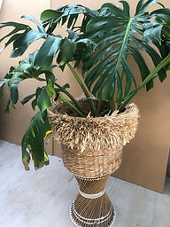Monstera in fringed basket