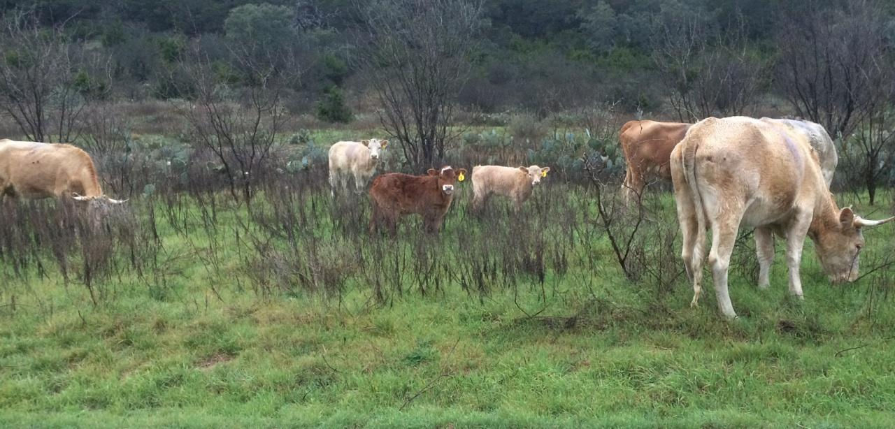 Cattle