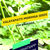 Thumbnail: VALAYAPATTI MORINGA SEEDS