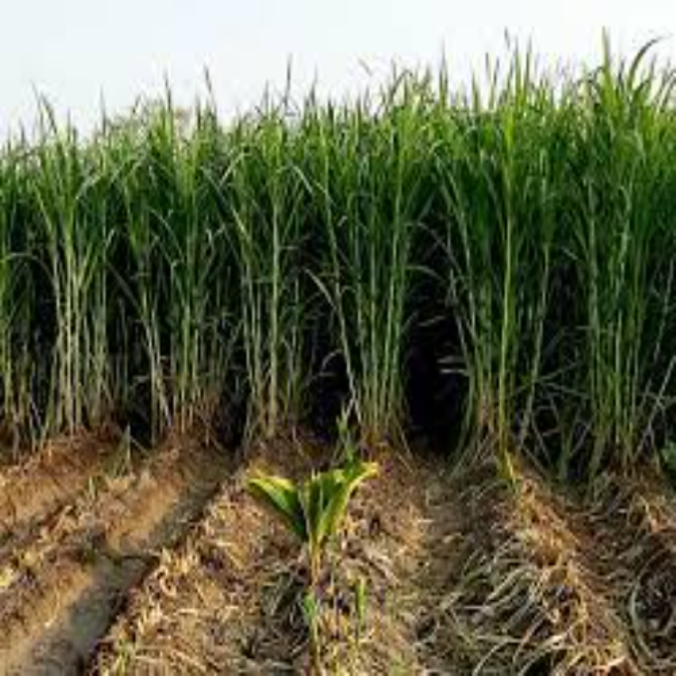 Thumbnail: SUPER NAPIER GRASS SEEDS 10 KG BAG