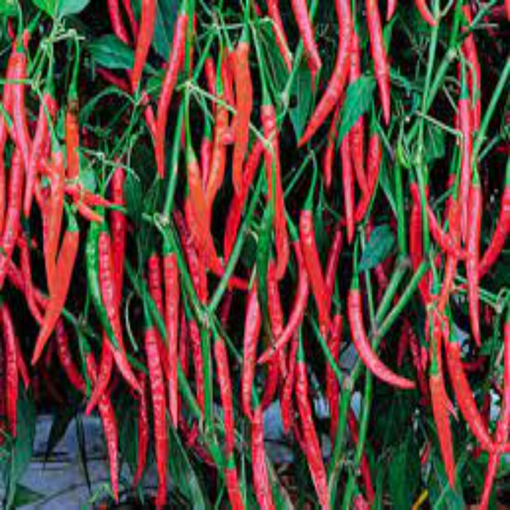 F1 Hybrid Green Chilli Seeds