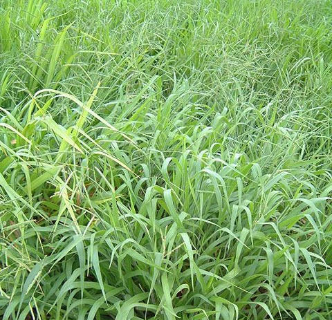 Thumbnail: BRACHIARIA SEEDS  MULATTO II SEEDS