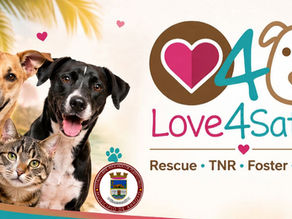 Municipio de Arroyo fortalece alianza con Love4Satos Animal Rescue para atender la población de perros comunitarios