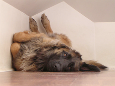 It all started with legs up the wall – groovy!