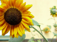 Inspiration, death and tending gardens