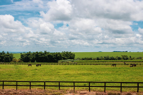 horses-grazing-farm-field.jpg