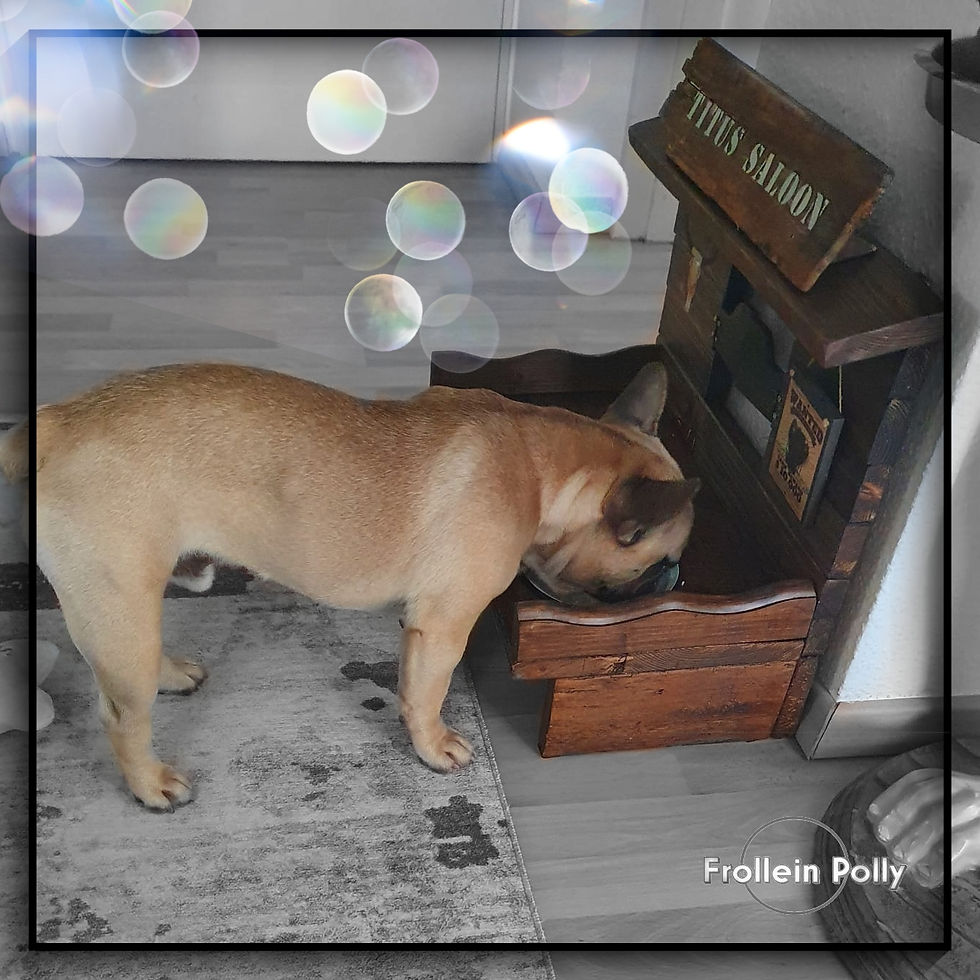 Miniaturbild: Saloon, Westernbar für Hunde und Katzen, 100% altem Holz, AB