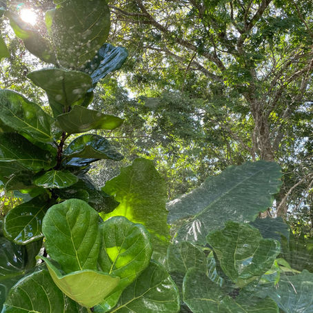 PREPARA TU JARDÍN PARA EL CALOR <Marzo - Julio>