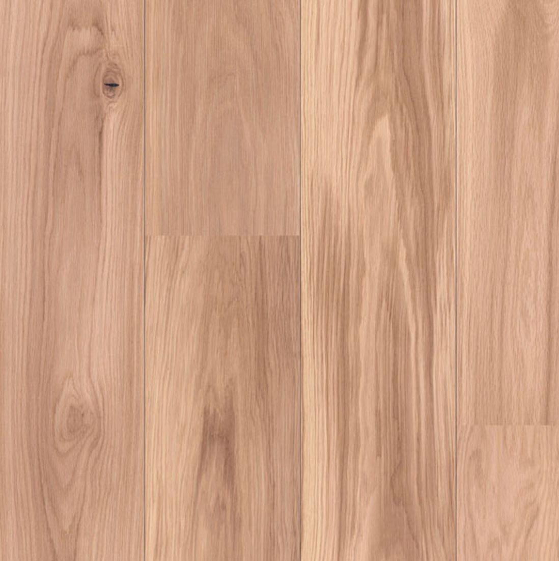 Dub Peterhof / markant