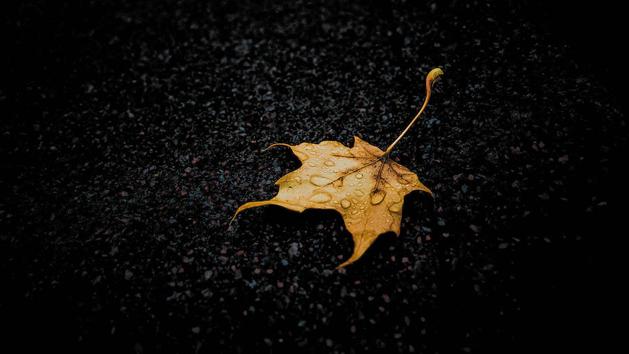 dark leaf.jpg