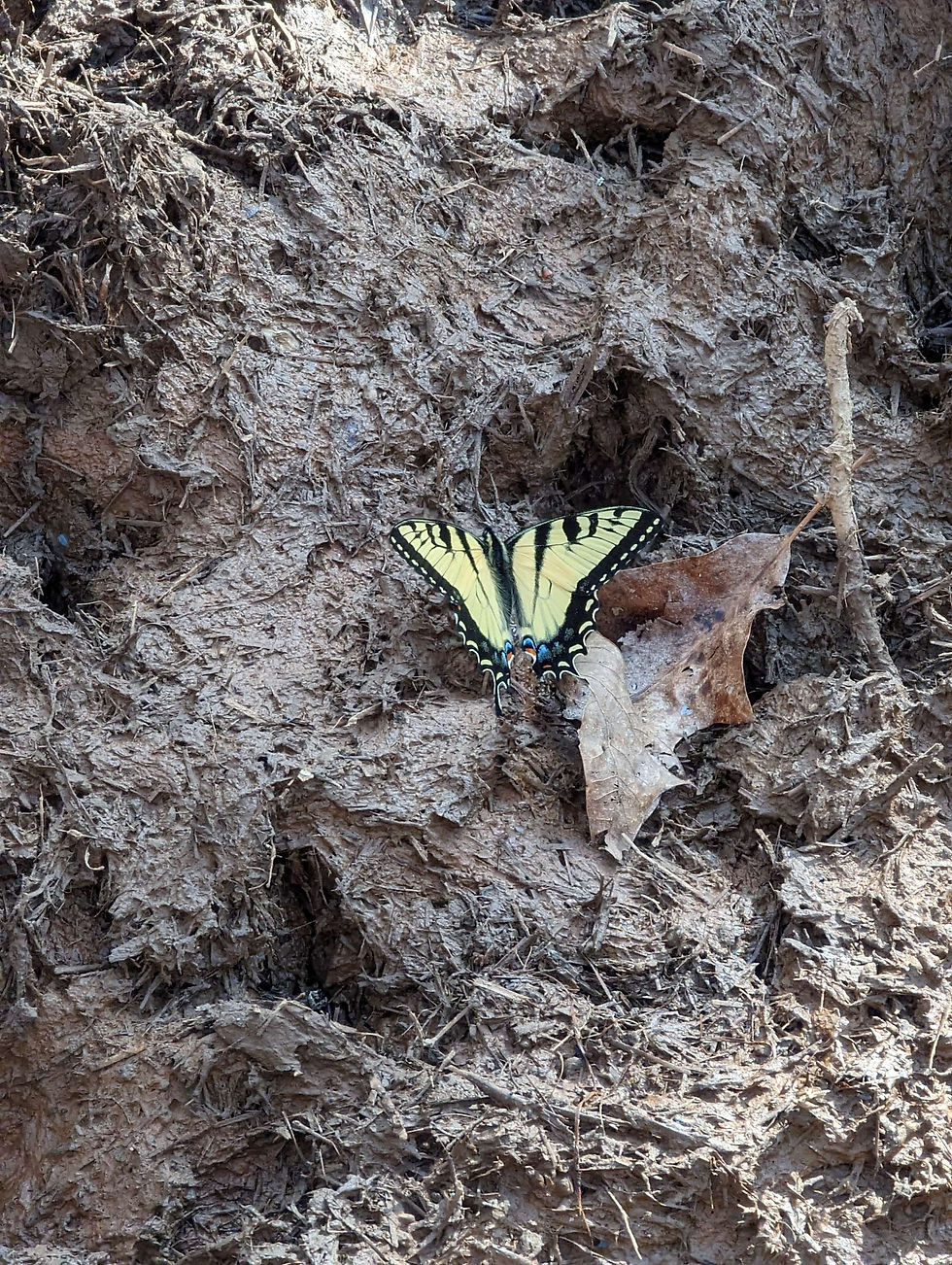 Butterfly in the pig pin