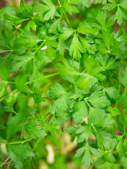 Photographie de produit - article de jardinage