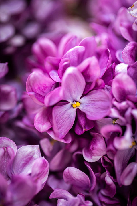 Photographe à Cholet – macro artistique de fleurs mauves