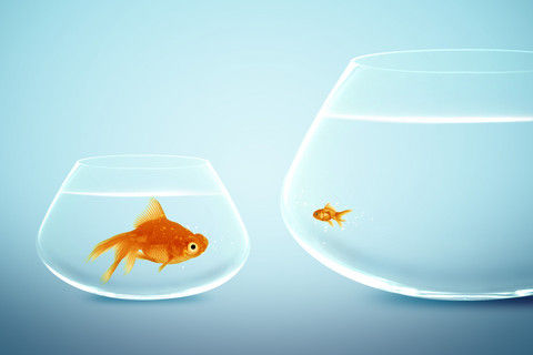 Big Fish vs Little Fish