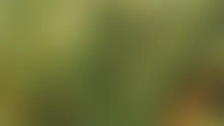 Το κάτοπτρο