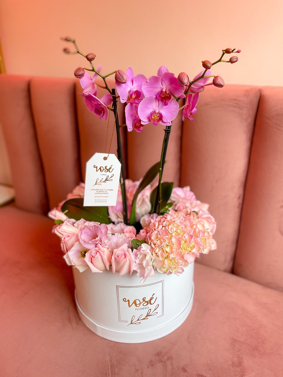 Miniatura: Orquídeas con flores combinadas 