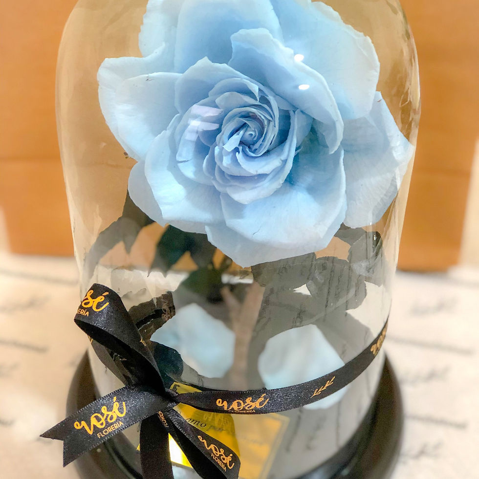 Miniatura: Rosa Eterna