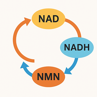 NAD遺伝子検査 NAD/NADH/NMNサプリの前に知る