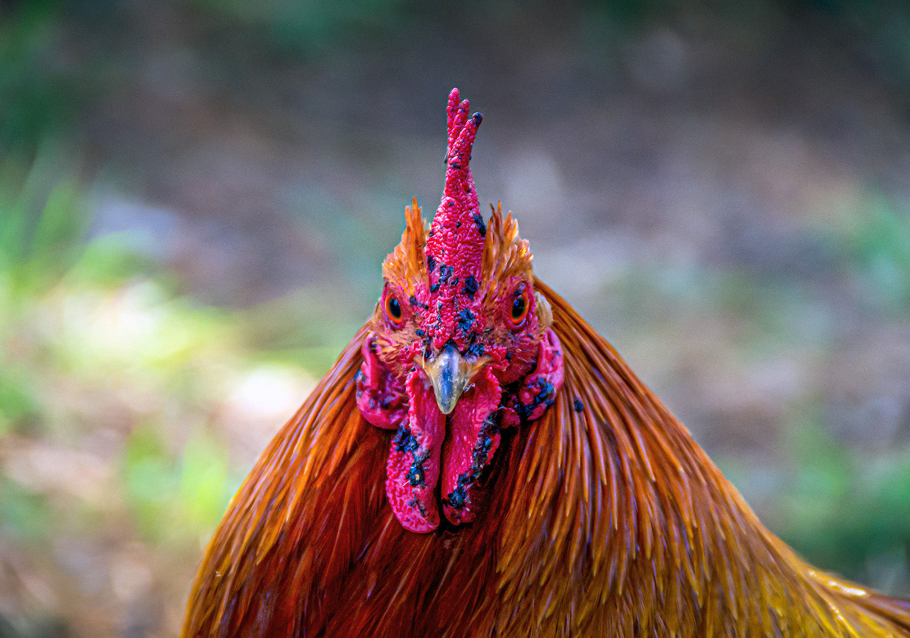 DSC06224 - The Reservoir Free Range Cockerel