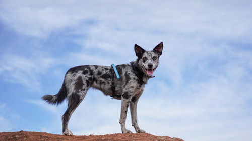 Koolie Puppies German Koolie For Sale Koolie Temperament Koolie