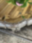 Thumbnail: Surtout De Table
