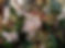 winter flowers.jpg