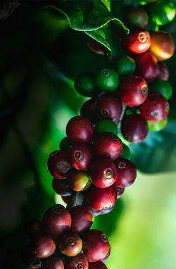 coffee cherry.jpg