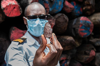 Criminalité environnementale : l’Afrique en proie aux trafics