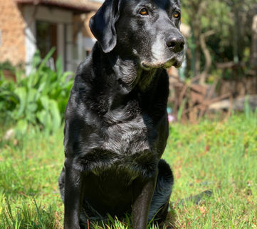 experiencias-lisas-horse-island-mallorca-13