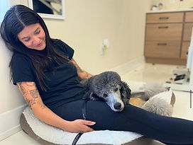 Dogs Relaxing with Stylist