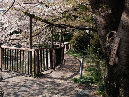 Japan Scouting Trip