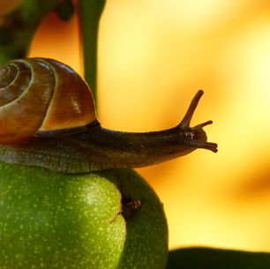 Pesticides (Are they really worth it?)