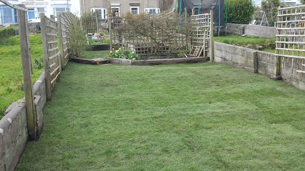 new lawn